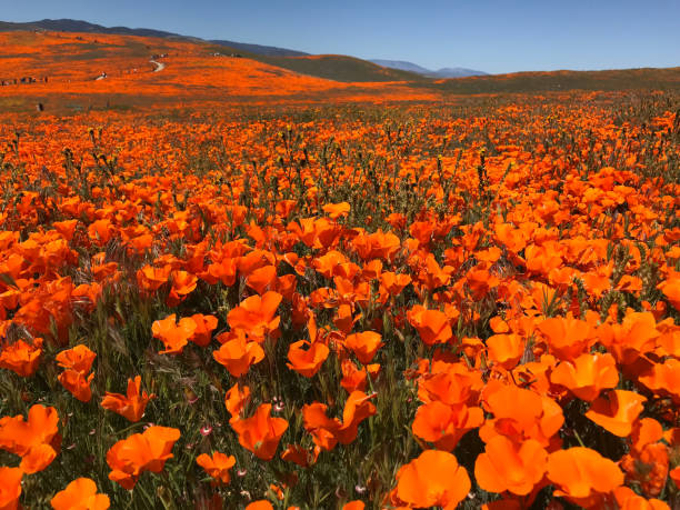 istock California Poppy Superbloom 1149361201