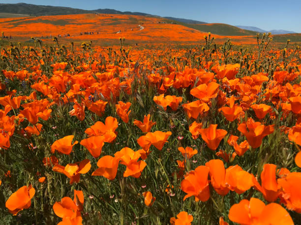California Poppy Superbloom Flowers, 2019 Superbloom, Poppies, Antelope Valley antelope valley poppy reserve stock pictures, royalty-free photos & images