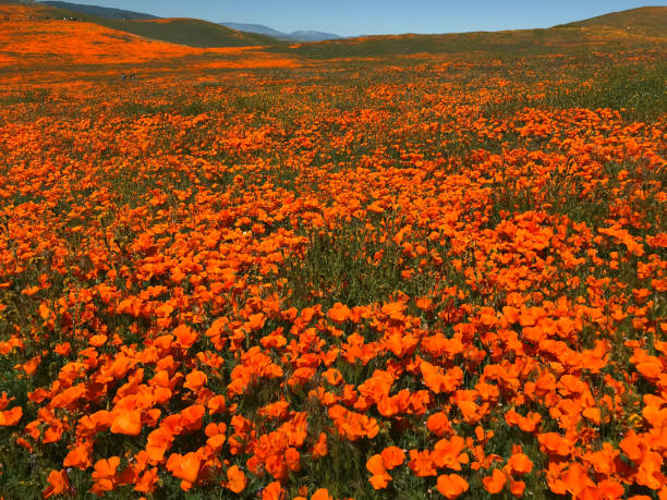 istock California Poppy Superbloom 1149361269