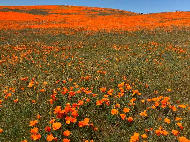 istock California Poppy Superbloom 1149361281