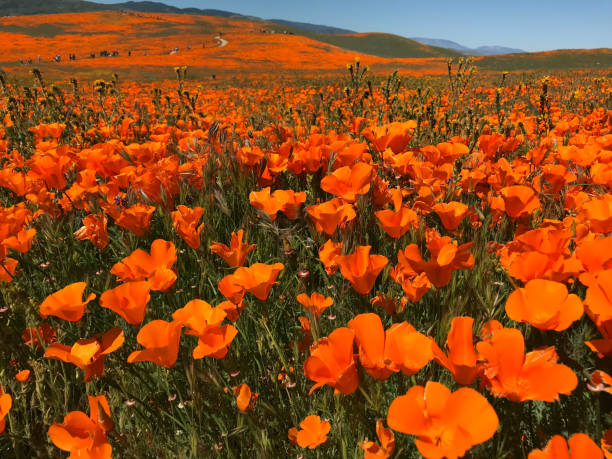 istock California Poppy Superbloom 1149361354