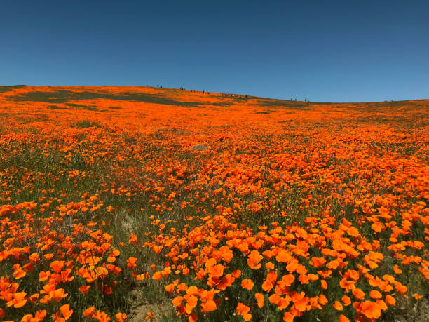 istock California Poppy Superbloom 1149361359