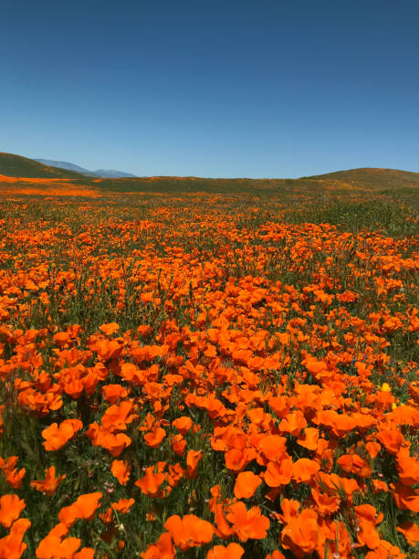istock California Poppy Superbloom 1149361407