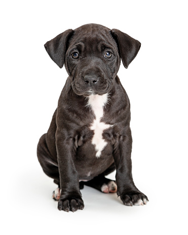 Lindo cachorro negro con pecho blanco sentado photo