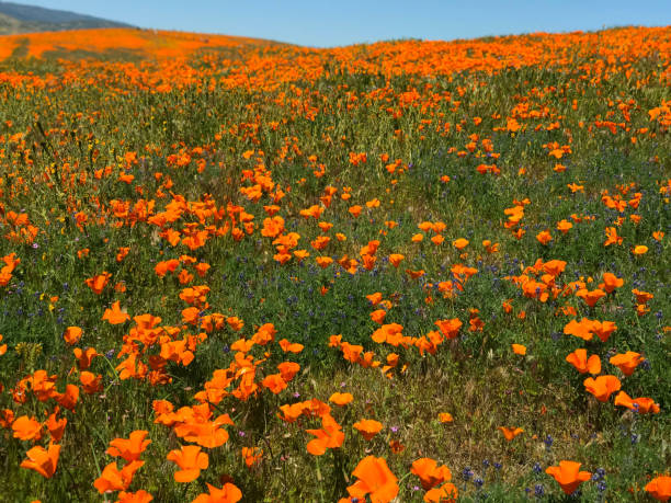 istock California Poppy Superbloom 1149362084