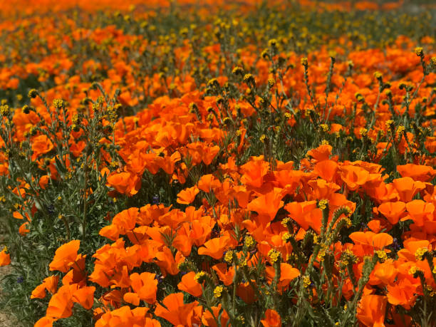 istock California Poppy Superbloom 1149362303