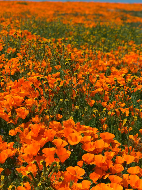 istock California Poppy Superbloom 1149362316