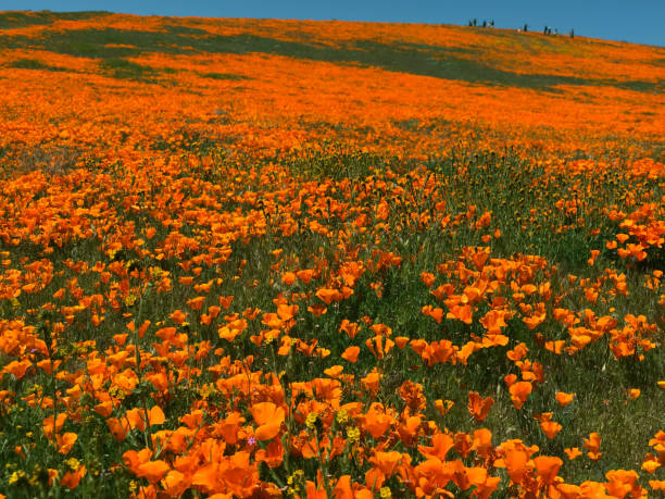 istock California Poppy Superbloom 1149362460