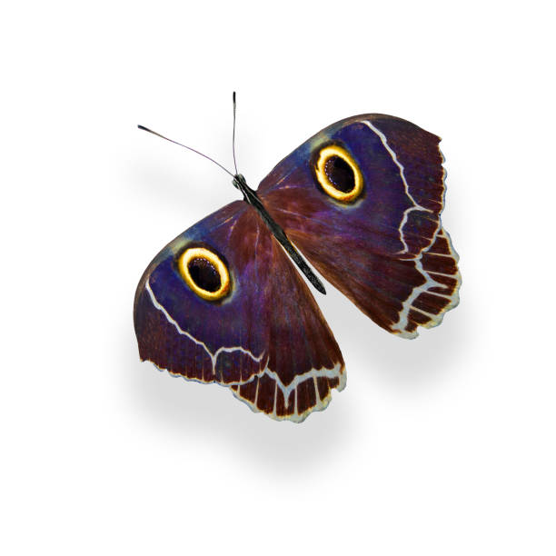 istock tropical colorful butterfly isolated on white background 1149367366