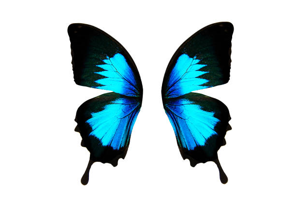 istock tropical butterfly wings isolated on white background. 1149368074