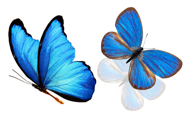 istock tropical blue butterfly. isolated on white background 1149368093