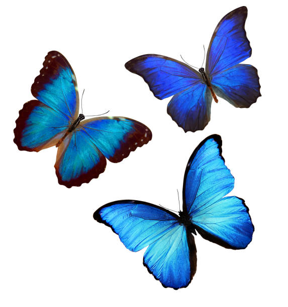 istock flock of blue butterflies isolated on white 1149368105