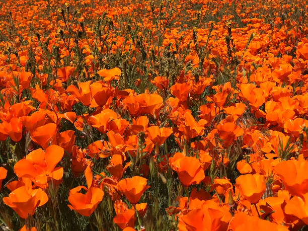 istock Poppy Flowers 1149368130