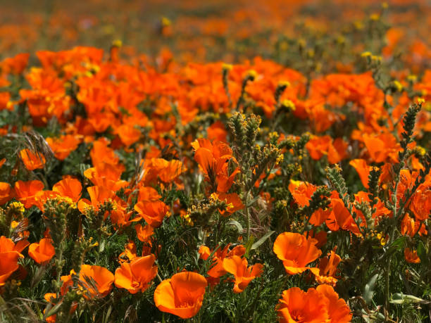 istock Poppy Flowers 1149368844