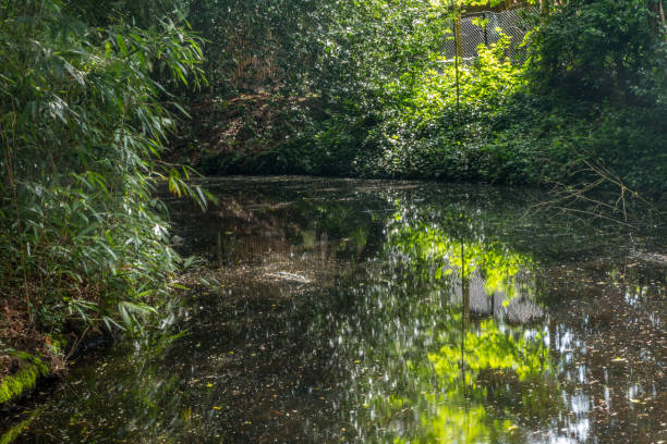 istock Beautiful and shady natural ponds 1149369059