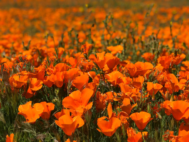 istock Poppy Flowers 1149369150