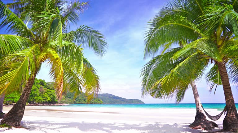 Palm tree gate to tropical beach