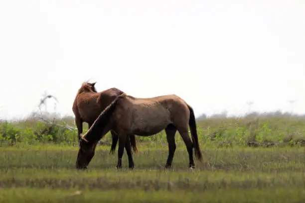 Two wild horses photographed on Carrot Island, North Carolina. This island is part of the Rachel Carson Preserve and is across Taylor's Creek from Beaufort, North Carolina. It is inhabited with a herd of wild horses.
