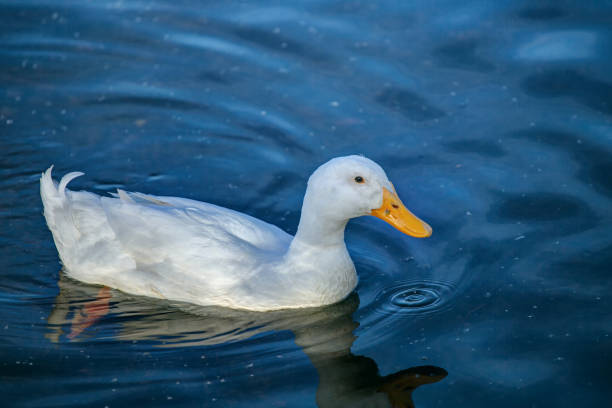 istock white duck swimming in the lake 1149373053