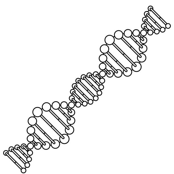 diagonale dna kette wissenschaft monochrom - dna helix helix model evolution stock-grafiken, -clipart, -cartoons und -symbole