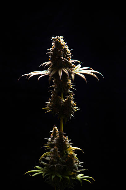 istock Cannabis flower (Sour diesel marijuana strain) on a vase isolated over blac 1149378306