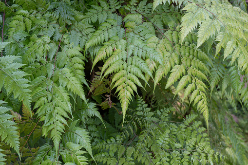 The ferns that grow naturally in the rainforest