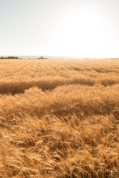 istock Winter wheat crop dry and ready for harvest. 1149379307