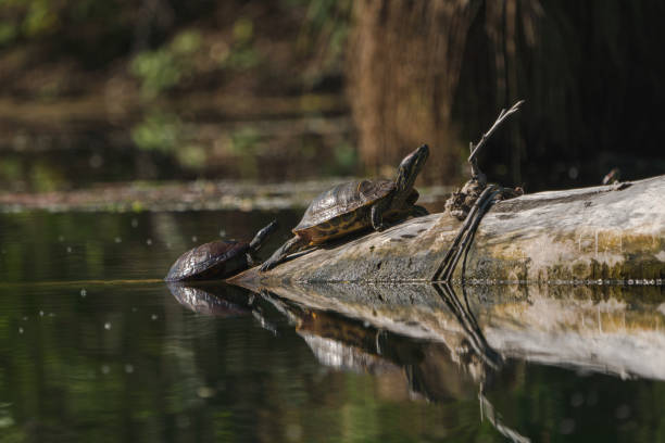 istock Two slider pond turtles sun bathing on a log. 1149380435