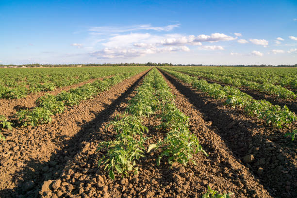 istock Tomato row crops California 1149380448