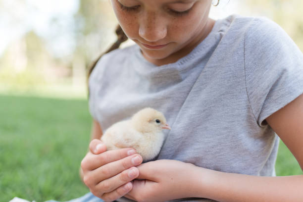 ragazza che tiene in braccio un bambino di due settimane in erba - bird yellow child chicken foto e immagini stock