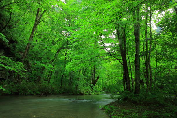 istock Aomori Prefecture summer mountain stream 1149380584