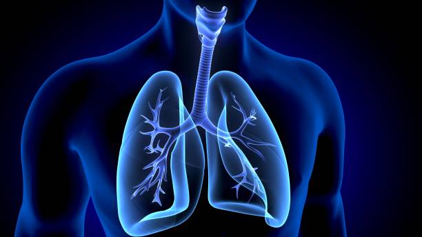 istock 3D Illustration of Human Respiratory System Lungs Anatomy 1149380667