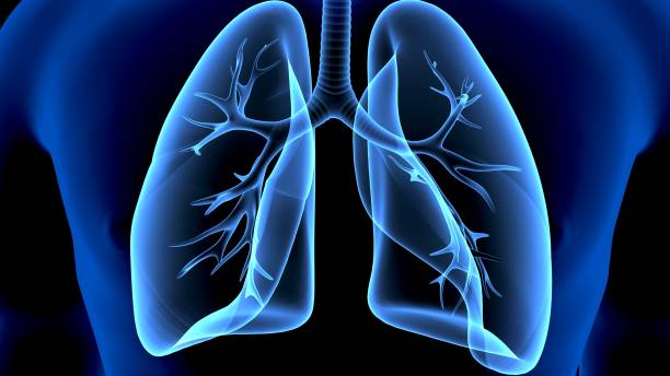 istock 3D Illustration of Human Respiratory System Lungs Anatomy 1149380709