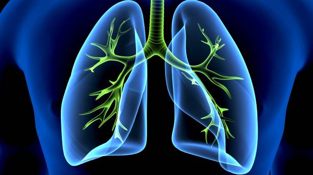 istock 3D Illustration of Human Respiratory System Lungs Anatomy 1149380722