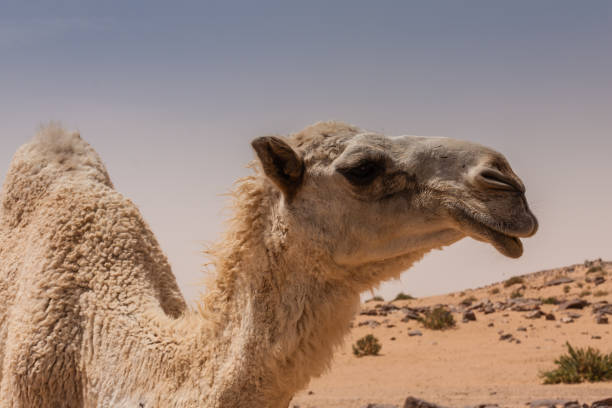 istock A cute white dromedary camel in the desert 1149382357