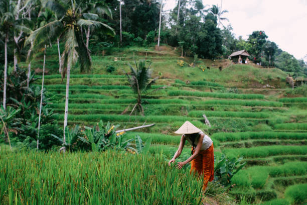 ouvriers de rizière en indonésie - bali indonesia rice paddy rice photos et images de collection