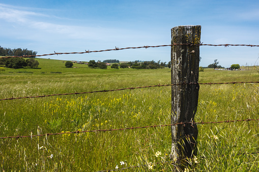 Grasses on the fence