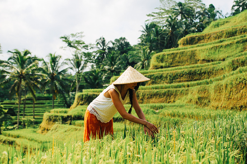 Women working in the rice fields in Bali, Indonesia. She is wearing traditional Asian hats on a warm and humid day.