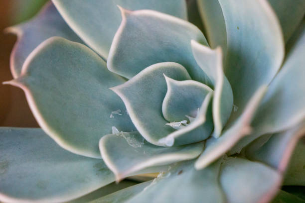 istock Close up of a Echeveria succulent. 1149383992