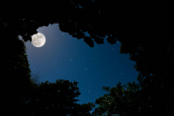 istock Looking up at treetops with full moon 1149384059