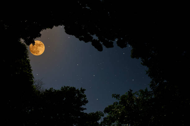 istock Looking up at treetops with full moon 1149384075