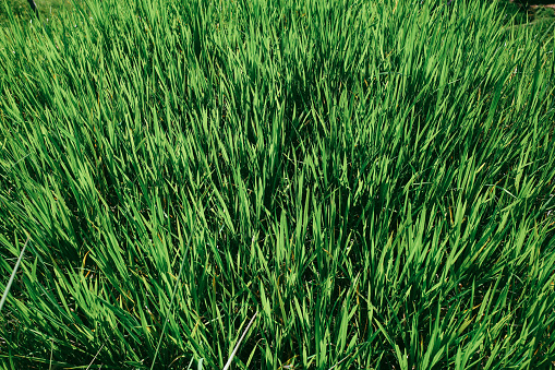 Green rice field pattern from Ubud, Bali, Indonesia