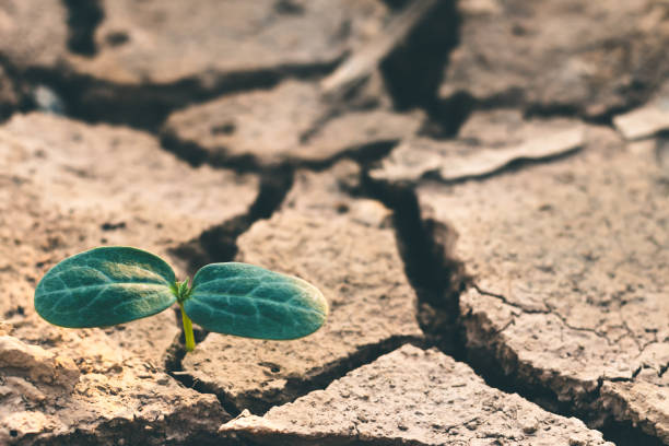 istock Growth of trees in drought, Living with tree drought. 1149385577