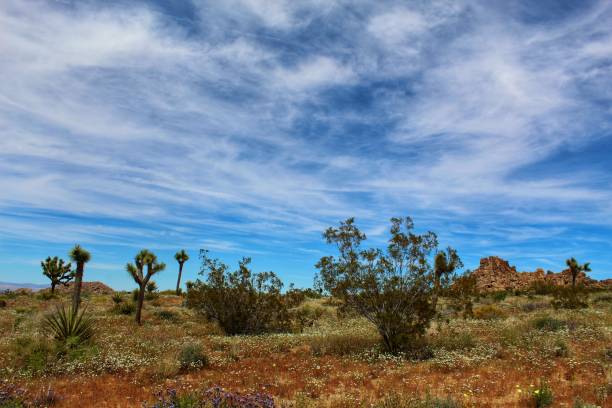 Splendor Of Spring Joshua Tree National Park 041919 B Stock Photo 