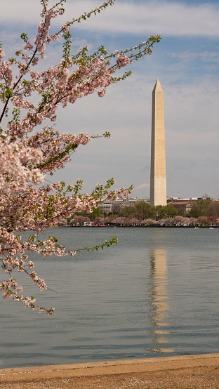 An opening between the trees allows a view of the Washington Monument in the District of Columbia