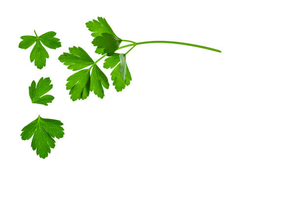 평면-잎 파 슬 리 복사 공간 흰색 배경에 나뭇잎 - flat leaf parsley 뉴스 사진 이미지