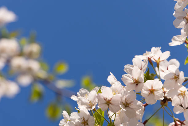 istock Flower background and wallpaper concept. 1149387651