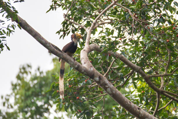 istock Hornbill : juvenile female Helmeted hornbill (Rhinoplex vigii) 1149387712