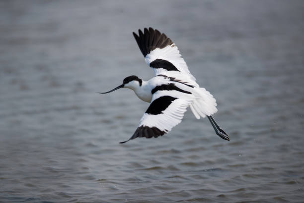 istock Sea bird : adult Pied avocet (Recurvirostra avosetta) 1149388491