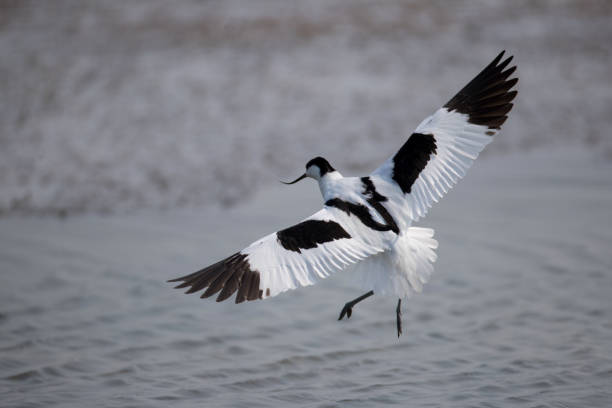 istock Sea bird : adult Pied avocet (Recurvirostra avosetta) 1149388624